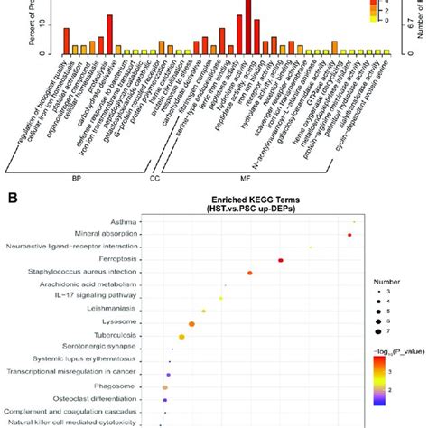 Go And Kegg Based On Upregulated Differentially Expressed Proteins