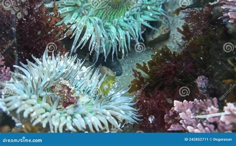 Sea Anemone Tentacles In Tide Pool Water Anemones In Tidepool