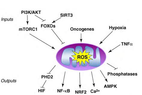 22 Oxidative Stress Induced Signaling Pathway Greekdoctor