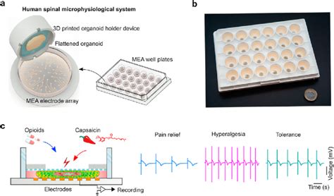 Engineering A Human Spinal Microphysiological System To Model