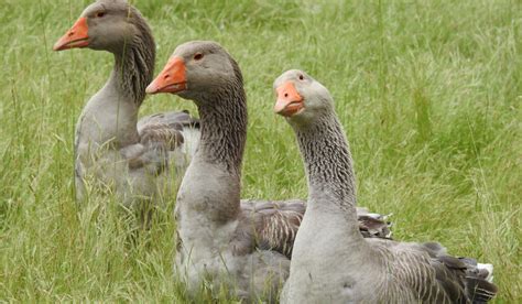 Toulouse Goose Breed Profile Farmhouse Guide