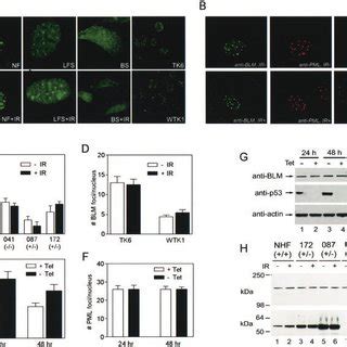 Nuclear Foci Formation Of Blm And Blm Mutants In Nhf Nhf Cells Were