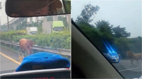 Video Viral Sapi Lepas Jatuhkan Motor Hingga Masuk Jalan Tol