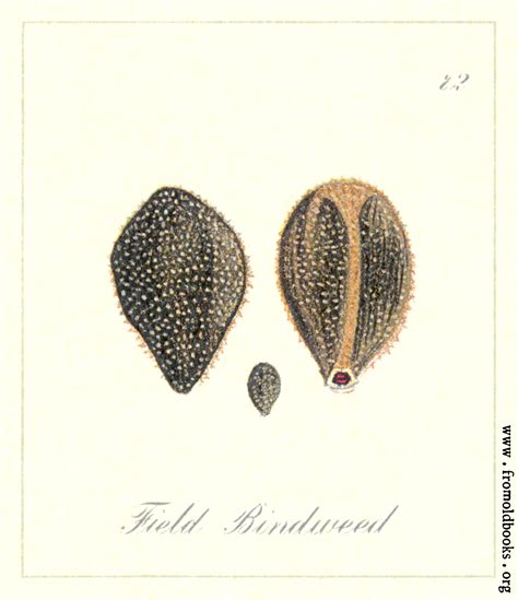 Field Bindweed Seed