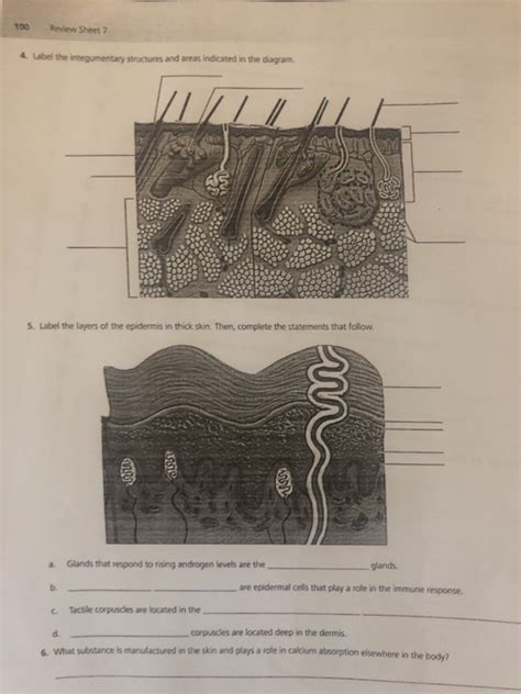 Label The Integumentary Structures And Areas