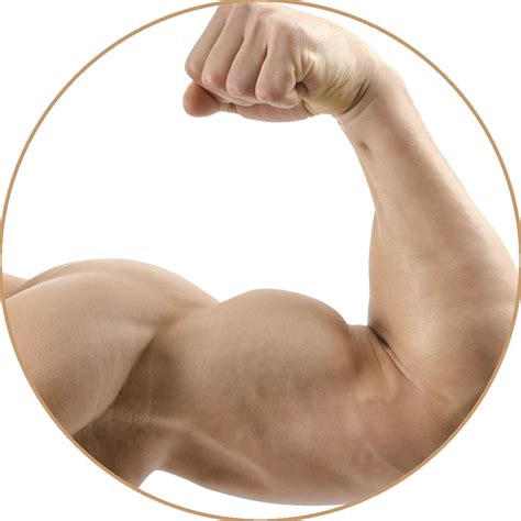 Download Flexed Bicep Muscle Display Png