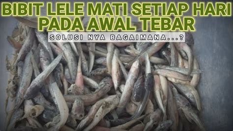 PENYEBAB BENIH IKAN LELE MATI SETIAP HARI PADA AWAL TEBAR DAN SOLUSINYA