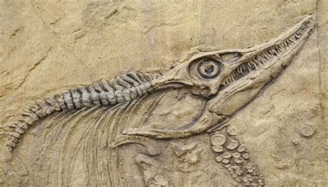 Dinosaur Fossil Found With Feathers Online