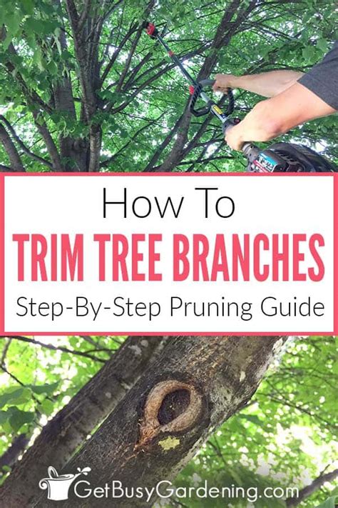 How To Trim Tree Branches Yourself Step By Step Pruning Guide