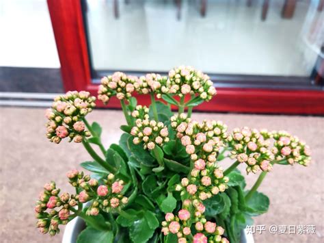 长寿花如何移栽与养护才能花开爆盆 知乎