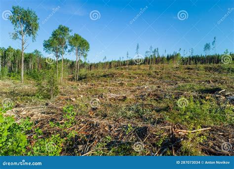 Summer Landscape with Deforestation. Environmental Problems in ...