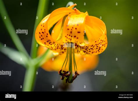 Wild Tiger Lily Stock Photo - Alamy