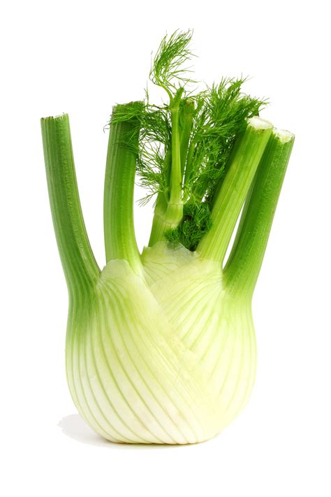 Fennel - Half Your Plate