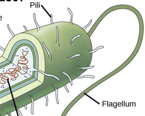 1 Welcome To The Microbial World Flashcards Quizlet