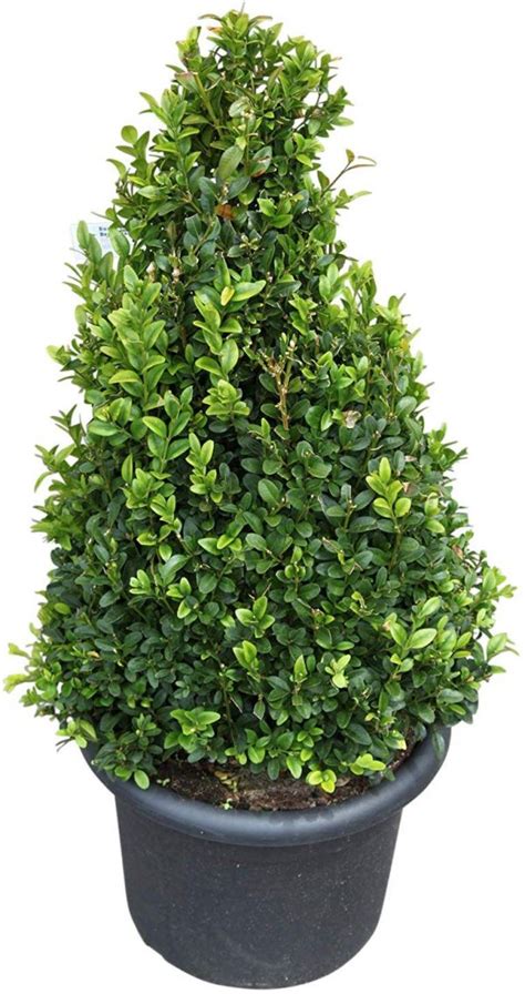 Buxus Sempervirens Pyramid Shape Box Plant Approx 75cm Tall Garden