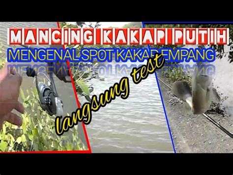 Mancing Kakap Putih Mengenal Ciri Ciri Spot Kakap Putih Di Tambak