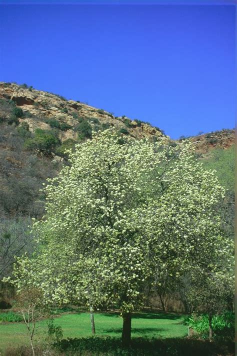 Dombeya Rotundifolia Common Wild Pear Gewonedrolpeer Tshiluvhari