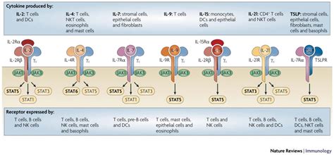 Cancers Free Full Text Cytokines In Cancer Immunotherapy