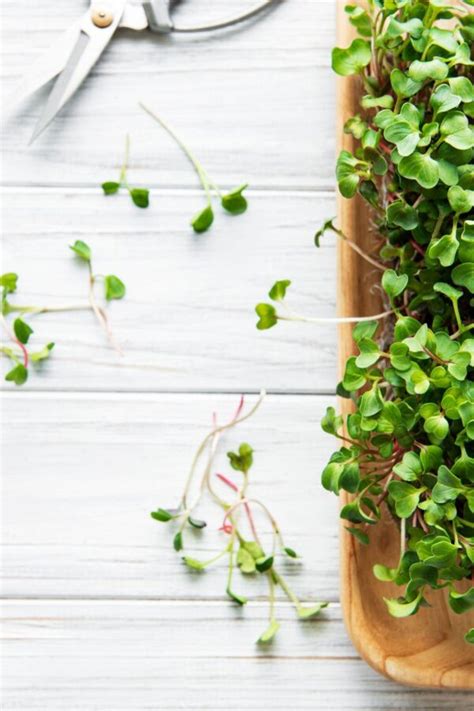 The Best Microgreen Trays (For Growing Microgreens)