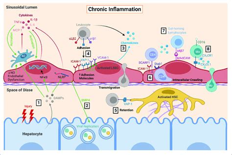 Lsec Orchestrate The Immune Microenvironment During Chronic