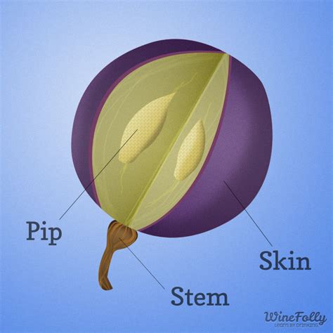 How To Taste Wine And Develop Your Palate Wine Folly