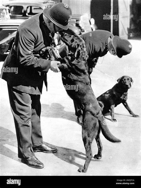 Metropolitan Police Dogs Black And White Stock Photos And Images Alamy