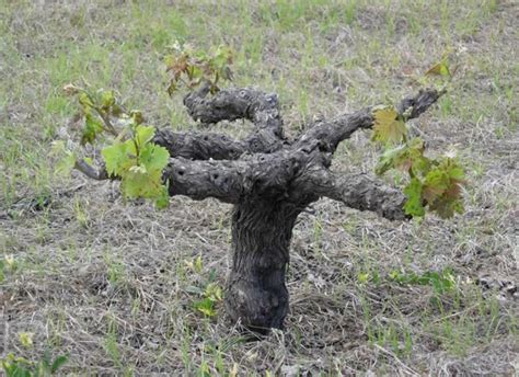 Zibibbo Capperi E Non Solo Pantelleria Pronta Per La Giornata Europea