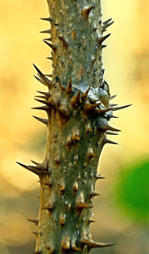 Devils Walking Stick Or Hercules Club Aralia Spinosa