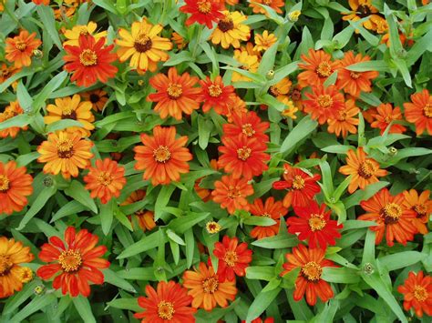 Zinnia Profusion Orange | All-America Selections