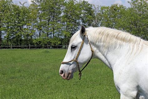 7 Interesting Facts About Lipizzaner Horses