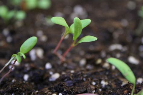 Microgreen Chard H Four Seasons Grower