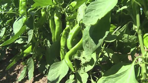 New Mexico Chile Farmer Calling It Quits Youtube