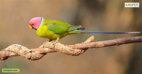 15 Different Types Of Parakeets Kobi Pets