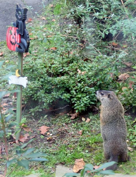 Groundhog Removal?