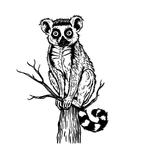 Free Lemur Clipart SVG K40 Laser Cutter