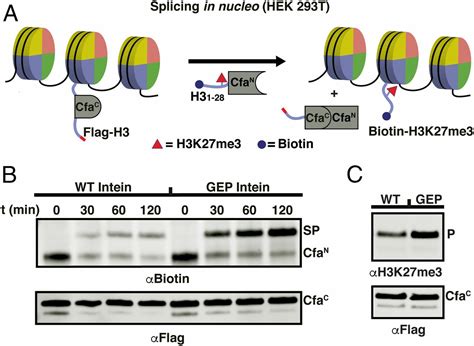 A Promiscuous Split Intein With Expanded Protein Engineering