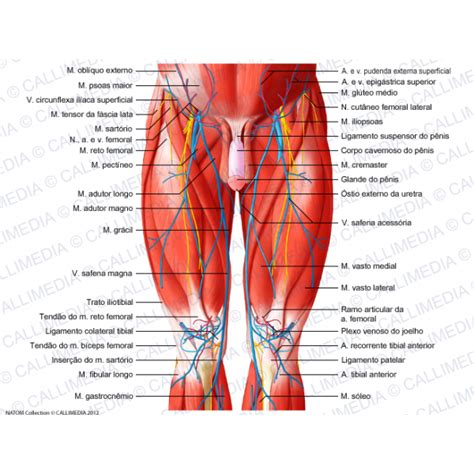 Muscoli Della Coscia Anatomia Topografica E Fisiologia