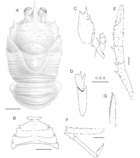 Munida Devestiva N Sp Holotype Ovigerous Mm A Carapace