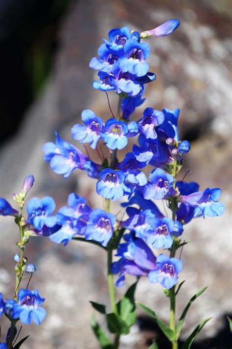 Blue wildflowers at Craters of the Moon National Monument in Idaho