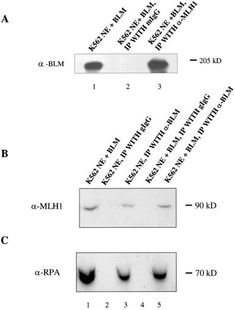 Mixed Lysate Immunoprecipitation Demonstrates The Interaction Between