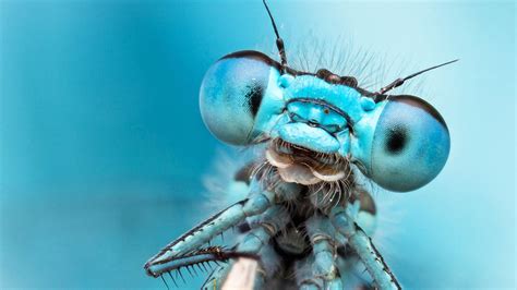 The Eye Of The Dragonfly (Part 2) – magazin.dctp.tv