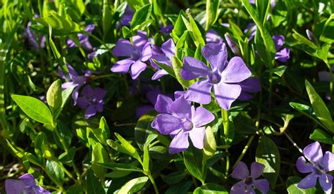 When Should You Plant Vinca Minor Seasonal Cornucopia