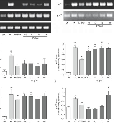 The Mrna Expression Of Bdnf Trkb Tk Trkb Tk And P Ntr In