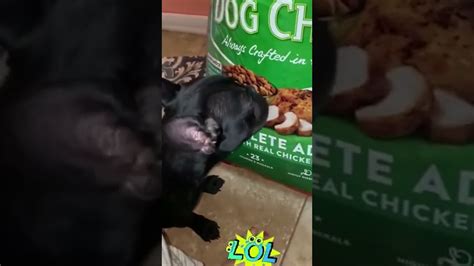 🐶😋funny Dog Reaction😁😂shorts Short Youtube