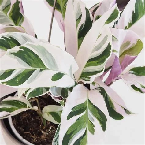 Calathea White Fusion Plant Studio Llc Variegated Plants Calathea