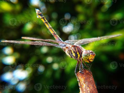 Dragonfly. Beautiful dragonfly in the nature habitat. The dragonfly is