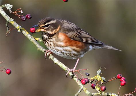 Redwing Turdus Iliacus I Would Like To Thank Everyone Who Flickr