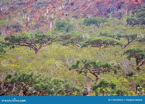 Boswellia Tree Frankincense Trees Stock Image - Image of socotra, resin: 176376525