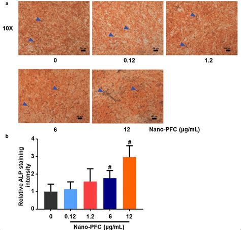 Alp Determination Of Mg Cell Derived Osteoblasts With Or Without