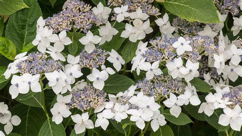 Best Hydrangea Varieties Favorite Flowering